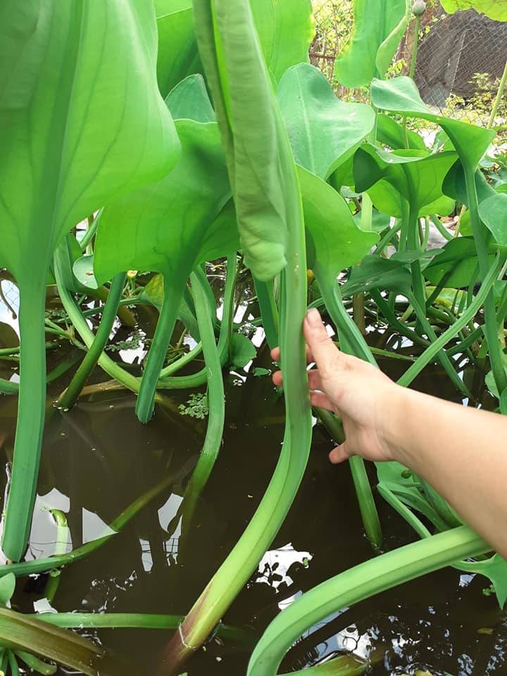 Hạt Giống Kèo Nèo (Rau Tai Tượng)