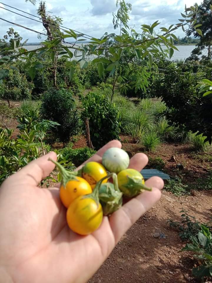 Hạt Giống Cà Đắng Tây Nguyên