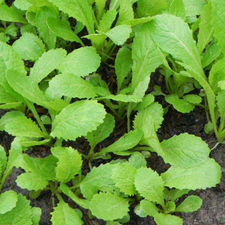 Hạt giống rau cải ăn non baby