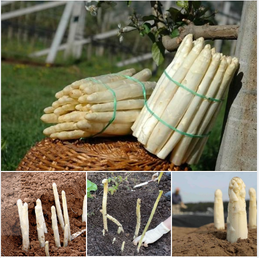 Hạt Giống Măng Tây Trắng F1