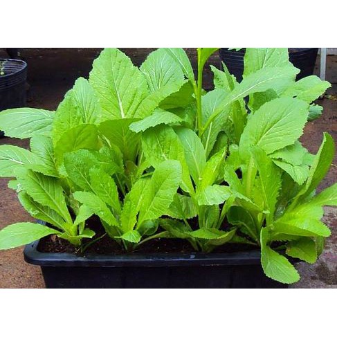 Hạt giống rau cải mơ ( đăm )