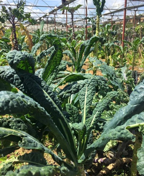 Hạt Giống Cải Xoăn Kale Khủng Long Ý