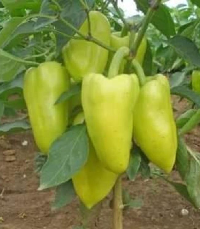 Hạt Giống Ớt Ngọt Đùi Gà Thái Lan - Gói 0,5gr