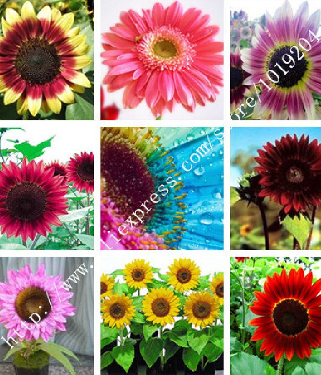 Hạt Giống Hoa Hướng Dương Nhiều Màu