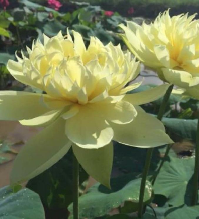 Hạt Giống Hoa Sen Bách Diệp Vàng
