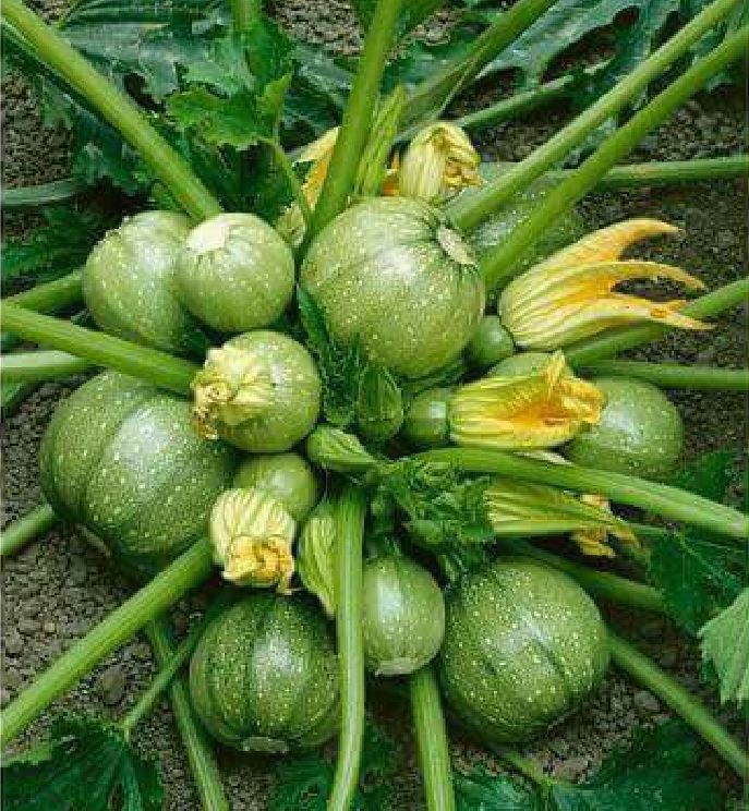 Hạt Giống Bí Ngồi Xanh Quả Tròn