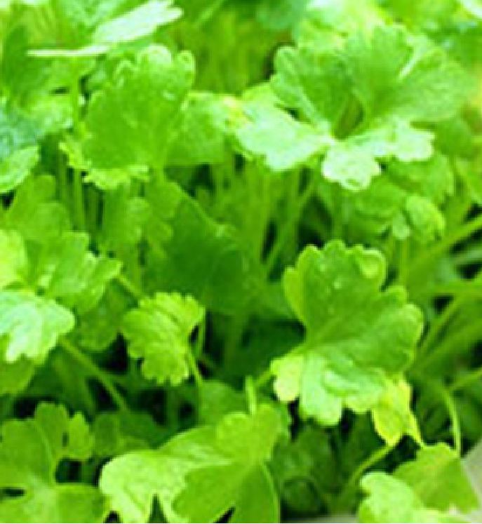 Hạt Giống Rau Mùi Cồn Tía ( Mùi Ta ) - Gói 20gram