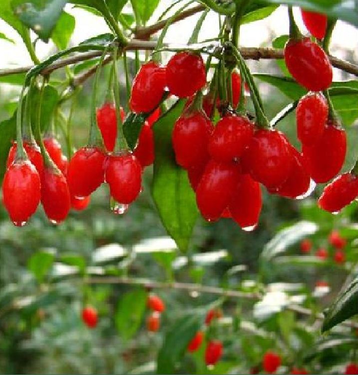 Hạt Giống Quả Câu Kỷ Tử - GojiBerry