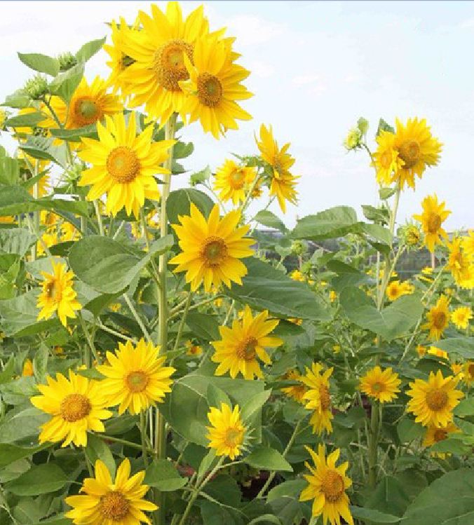 Hạt Giống Hoa Hướng Dương Siêu Bông - Hướng Dương Tháp