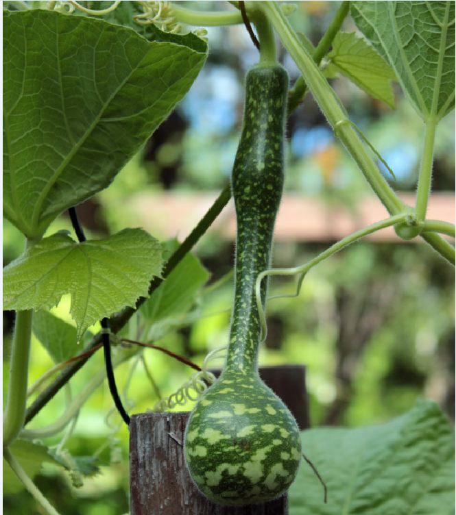 Hạt Giống Bầu Thiên Nga