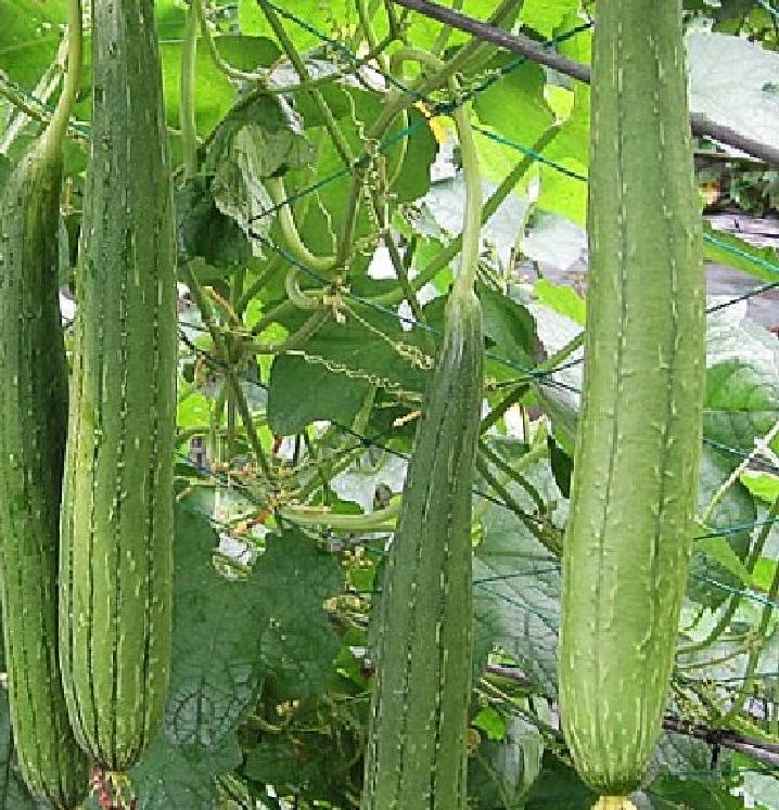 Hạt Giống Mướp Hương Thái Lan F1