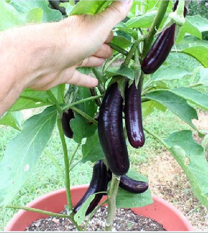 Hạt Giống Cà Tím Dài Cao Sản