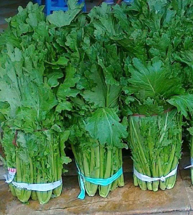 Hạt Giống Rau Cải Mèo Hà Giang