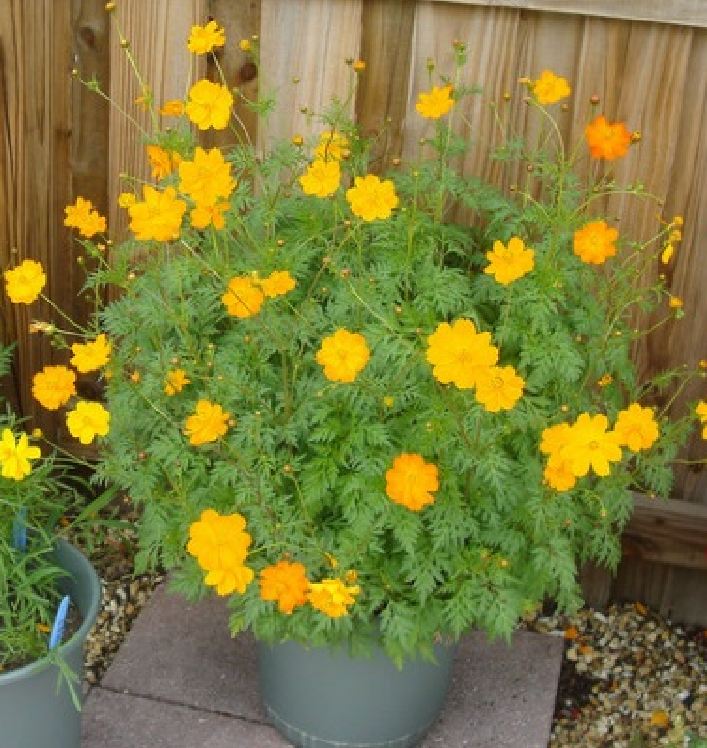 Hạt Giống Hoa Cúc Sao Nhái Mix Màu