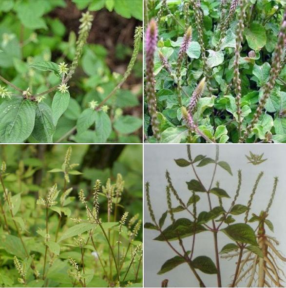Hạt Giống Cây Ngưu Tất