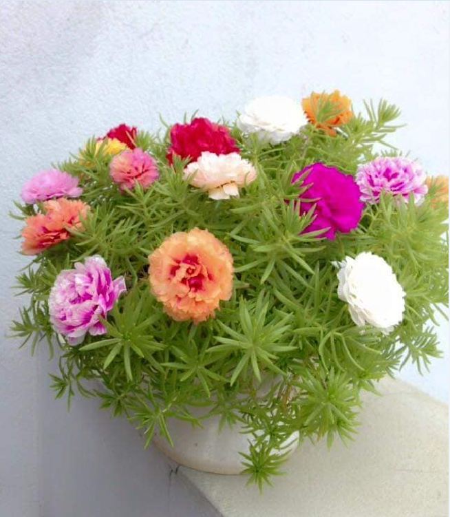 Hạt Giống Hoa Mười Giờ Mỹ Cánh Kép F1
