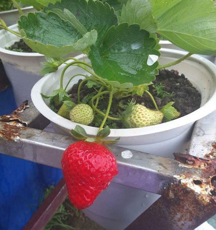 Hạt Giống Dâu Tây Đỏ Chịu Nhiệt