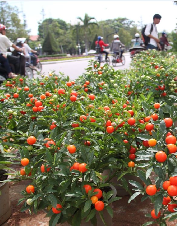 Hạt Giống Ớt Kiểng Quả Tròn