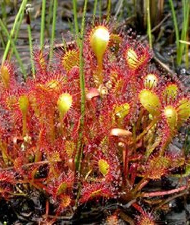 Hạt Giống Cây Bắt Mồi Gọng Vó
