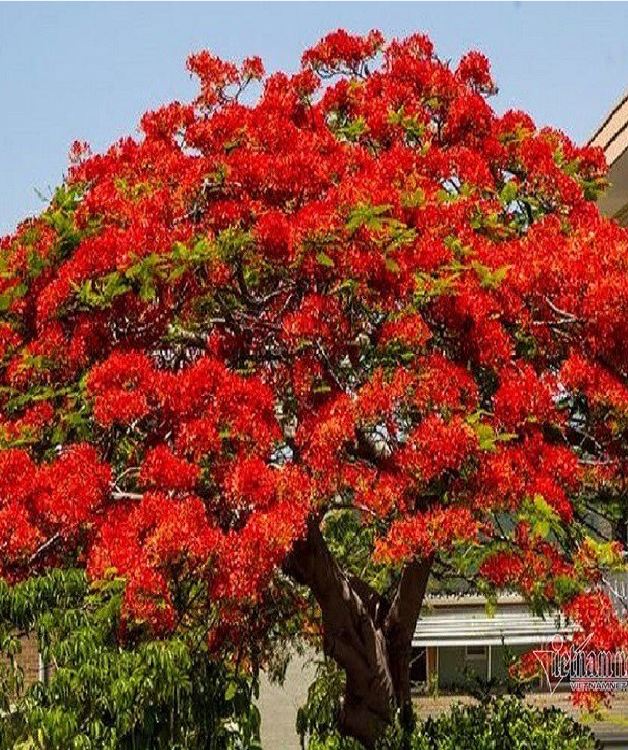 Hạt Giống Hoa Phượng Vĩ Đỏ