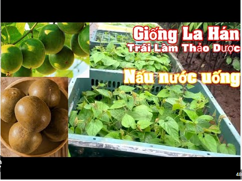Hạt giống cây la hán quả - 5 hạt