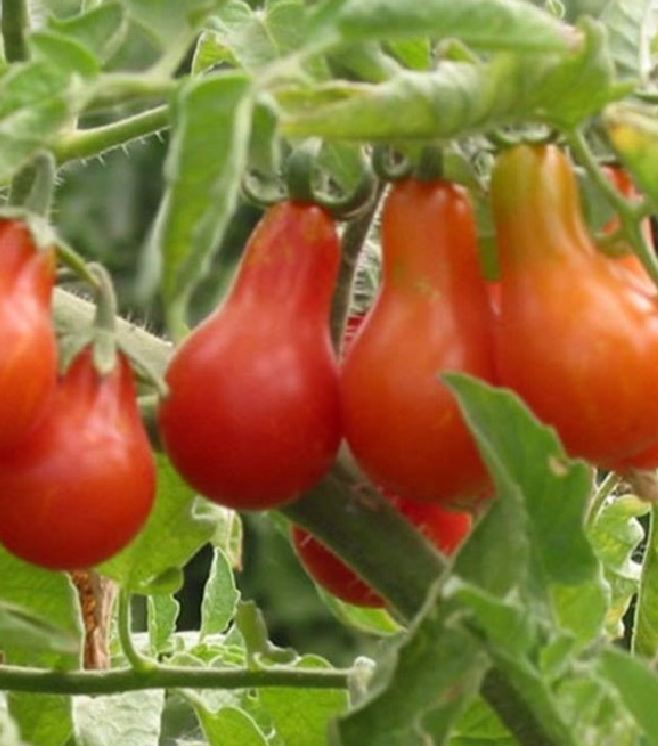 Hạt Giống Cà Chua Cherry Lê Đỏ
