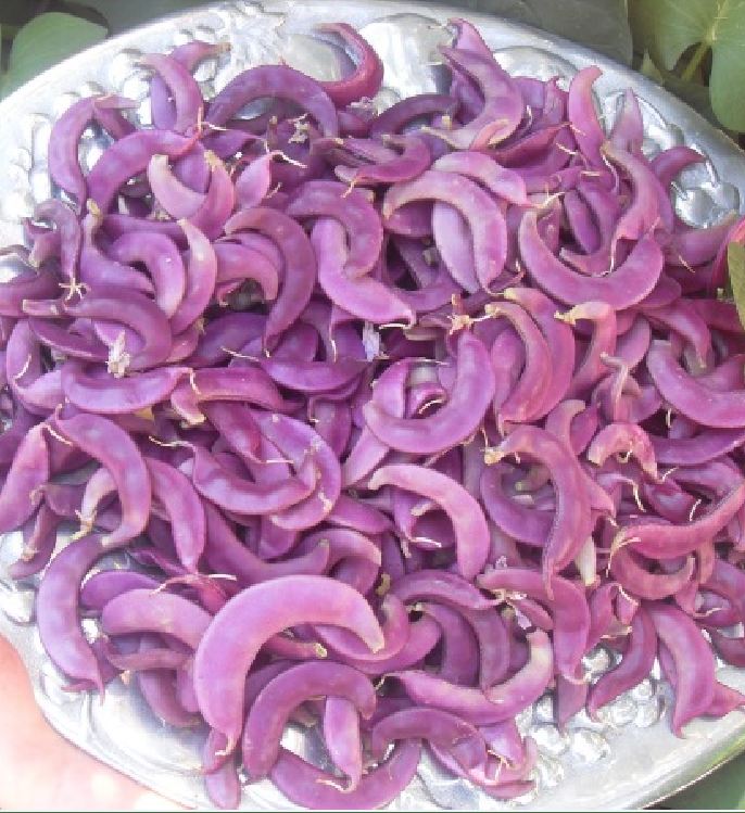 Hạt giống đậu ván tím F1