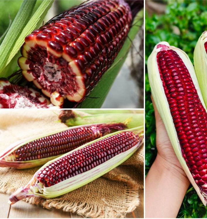 Hạt Giống Ngô Nữ Hoàng Đỏ F1
