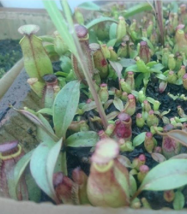 Hạt Giống Cây Bắt Mồi Nắp Ấm