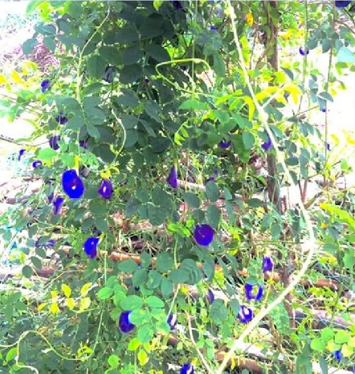 Hạt Giống Hoa Đậu Biếc Cánh Đơn