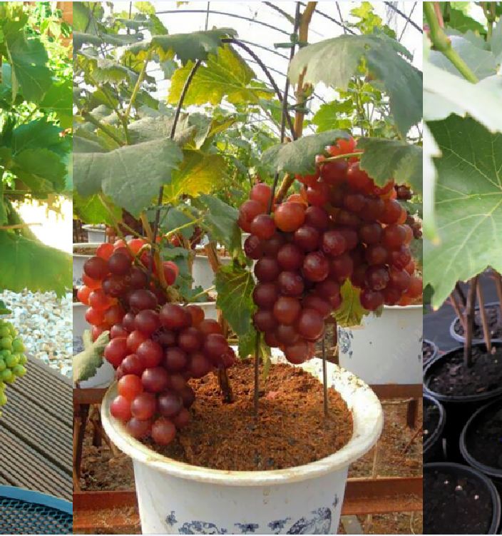 Hạt Giống Nho Lùn Pháp