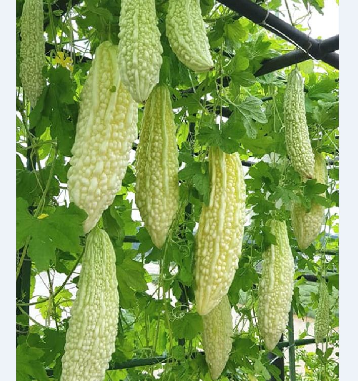 Hạt Giống Khổ Qua Bạch Tuyết F1