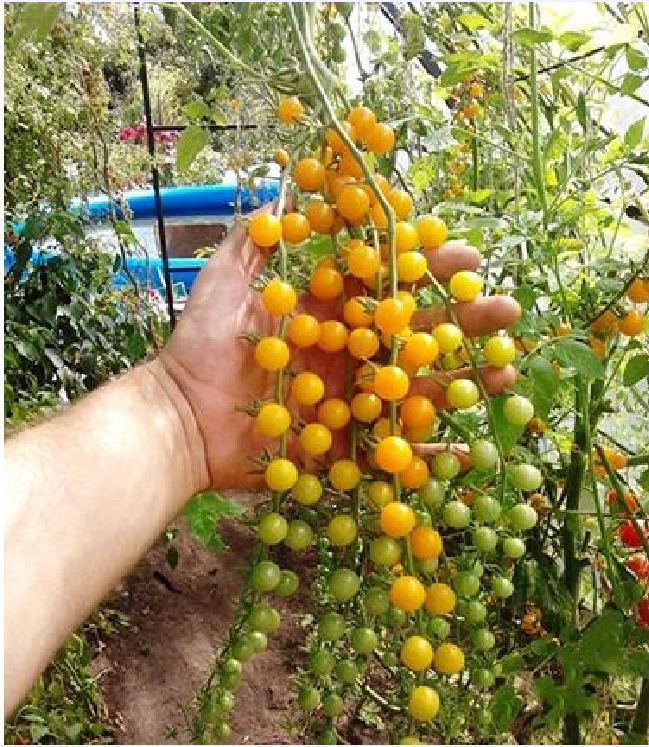 Hạt Giống Cà Chua Bi Vàng (Cà Chua Cherry) F1