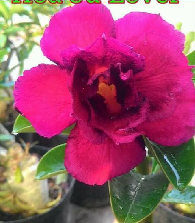 Hạt giống hoa sứ thái mix màu