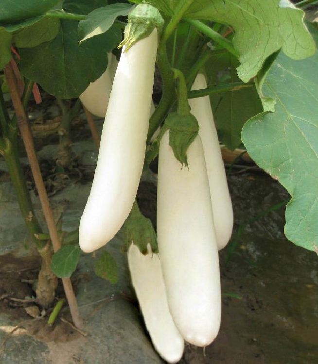 Hạt Giống Cà Trắng Lai Quả Dài F1