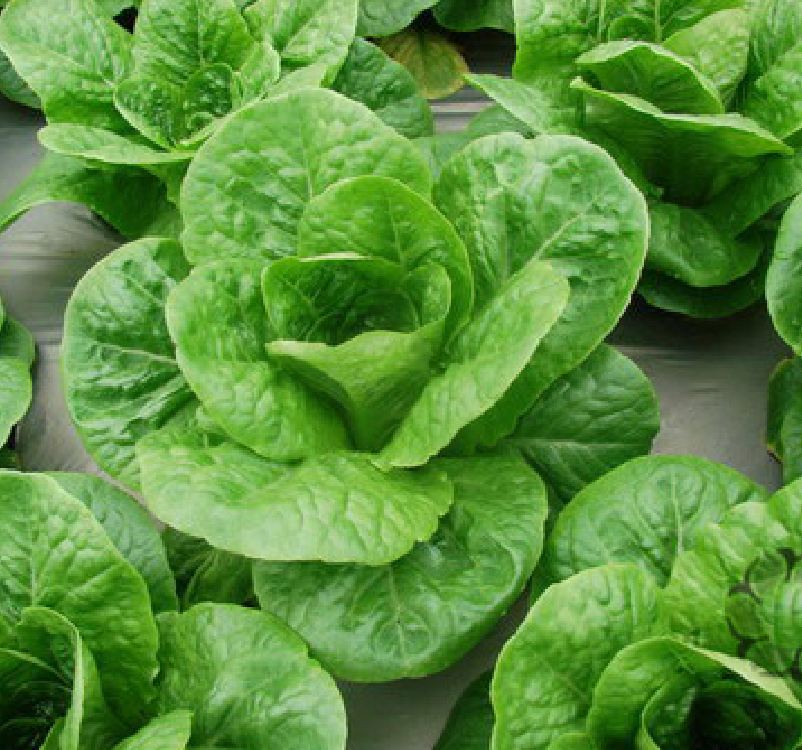 Hạt Giống Xà Lách ROMAINE Xanh - Gói 0.2gram