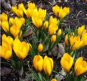 Củ Giống Hoa Nghệ Tây Hoa Màu Vàng - 5 Củ