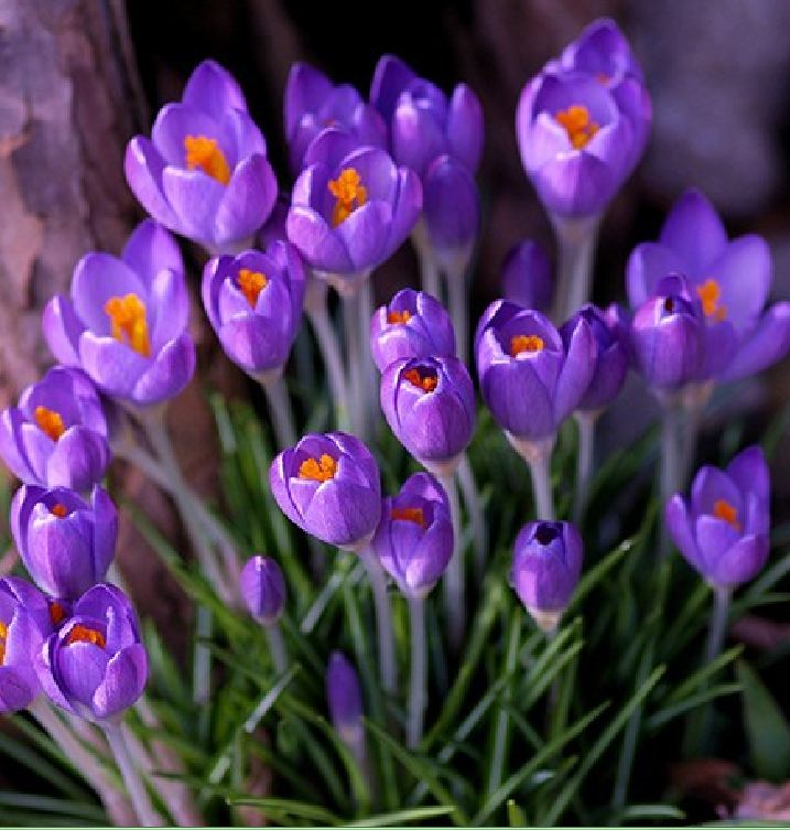 Củ Giống Hoa Nghệ Tây Hoa Màu Tím - 5 Củ