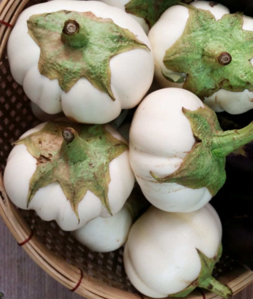 Hạt Giống Cà Bát Trắng Cao Sản