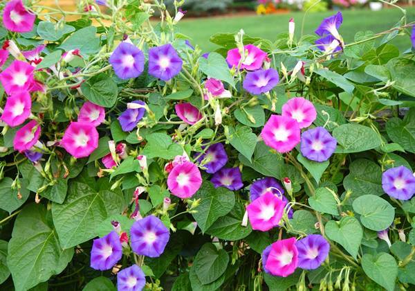 Hạt Giống Hoa Bìm Bìm Mix Màu