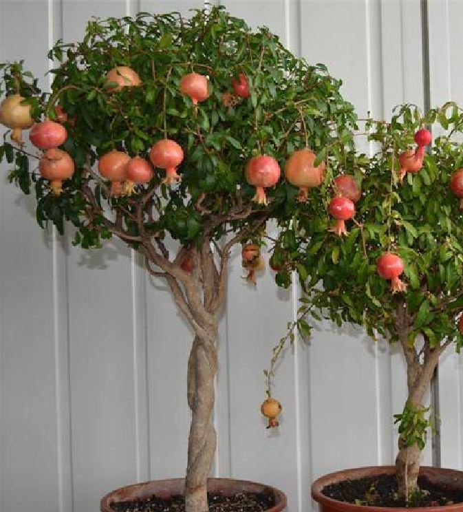 Hạt Giống Lựu Lùn Bonsai