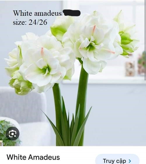 Củ hoa lan huệ cánh kép nhập khẩu - 1 củ (Tổng hợp nhiều loại cực đẹp)