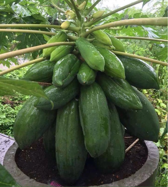 Hạt Giống Đu Đủ Lùn Siêu Trái Thái Lan