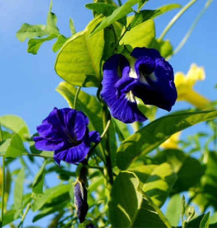 Hạt Giống Hoa Đậu Biếc Kép