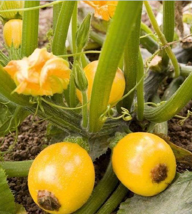 Hạt Giống Bí Ngồi Vàng Quả Tròn