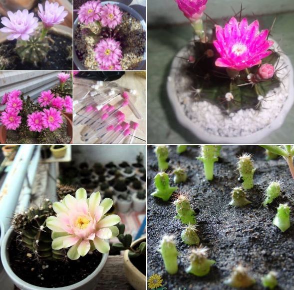 Hạt giống hoa xương rồng nhiều màu