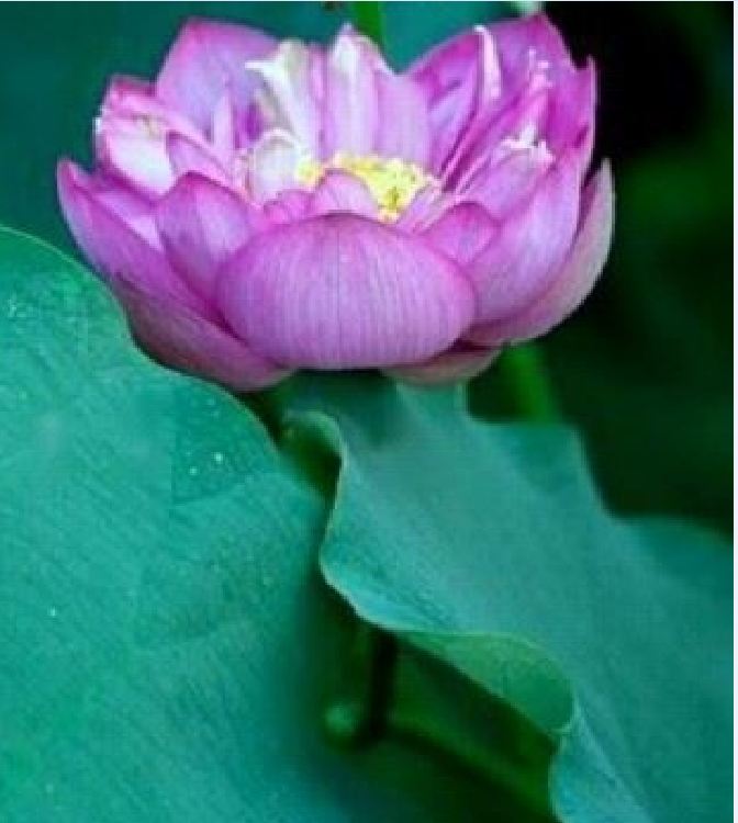 Hạt Giống Hoa Sen Bách Diệp Tím