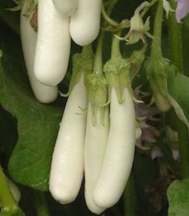 Hạt Giống Cà Trắng Lai Quả Dài F1