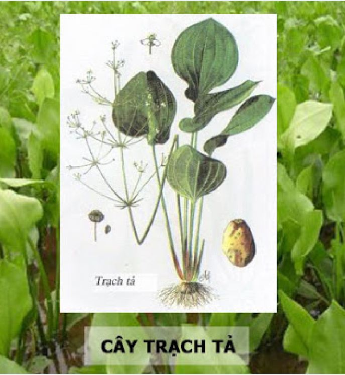 Hạt Giống Trạch Tả