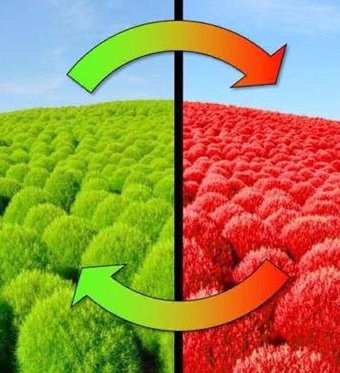 Hạt giống Cỏ Đổi Màu Nhật Bản Kochia